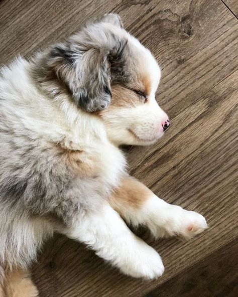 American Shepherd, Cute Dogs Images, Very Cute Puppies, Aussie Puppies, Mini Aussie, Really Cute Puppies, Australian Shepherd Puppies, Cute Dog Photos, Cute Animals Puppies