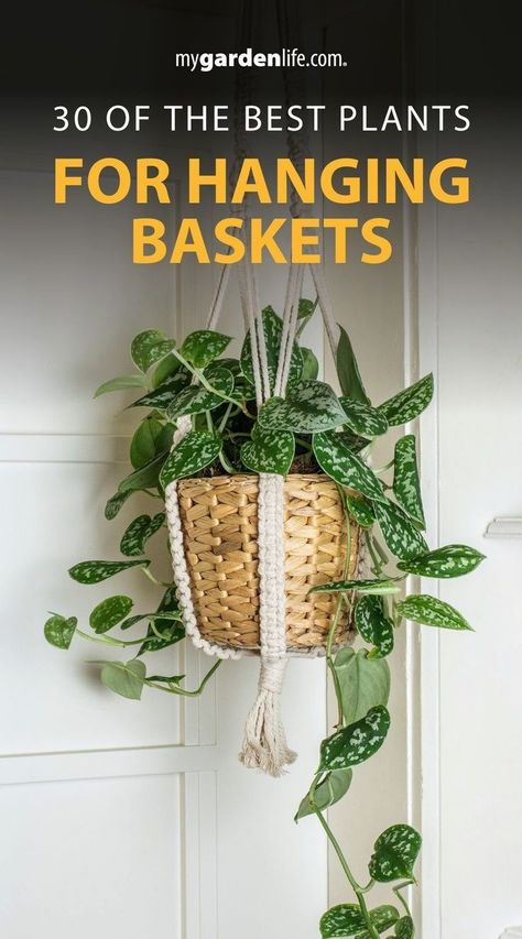 Discover 30 plant varieties for hanging houseplants and enhance your indoor oasis! Explore a curated collection of houseplants for hanging baskets, carefully selected for their beauty and versatility. Whether you're a seasoned plant parent or just starting your indoor gardening journey, these houseplant decor ideas will inspire your creativity. Find more tips for houseplant care and indoor gardening at Mygardenlife.com. Hanging Plant Baskets Indoor, Plants For Hanging Baskets Indoor, Small Hanging Plants Indoor, Hanging Plants Decor Ideas, Houseplant Decor Ideas, Bathroom Plants Decor Ideas, Plant Wall Hanging Ideas, Small Balcony Plant Ideas, Best Hanging Plants Indoor