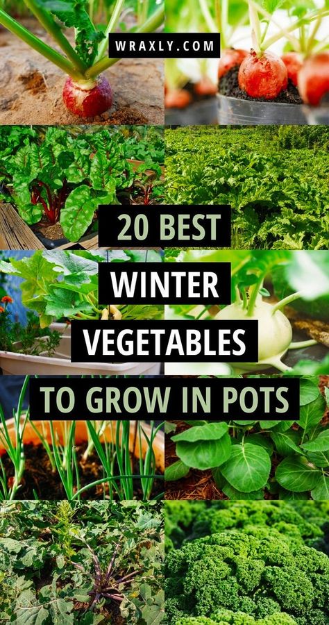 Winter Vegetable Gardening, Vegetable Container Garden, Vegetables To Grow In Pots, Growing Winter Vegetables, Broccoli Plant, Growing Vegetables In Pots, Winter Vegetable, Winter Veggies, Indoor Vegetables