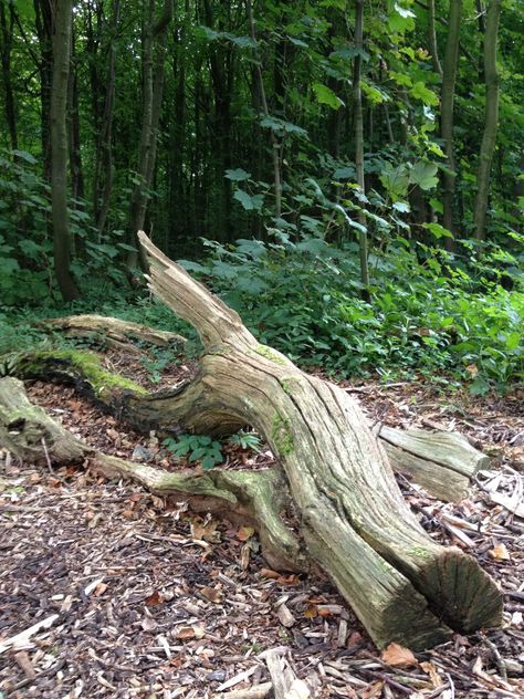 Stanmere park Brighton Pointalism Art, Environment Photography, Kolam Koi, Rock Plants, Tree Logs, Museum Exhibition Design, Fallen Tree, Oil Painting Nature, Forest Elf