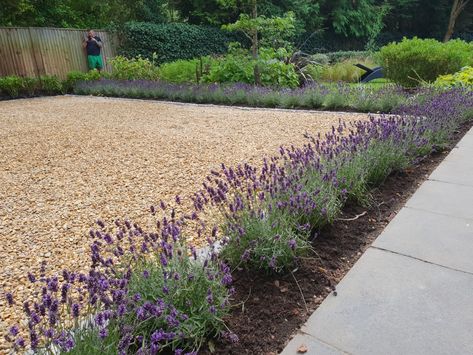 Gravel driveway edged with granite setts and lavender Plants In Gravel Border, Gravel Patio Border Ideas, Gravel Side Driveway, Drive Way Ideas Gravel, Cotswold Stone Driveway, English Driveways, Plants For Driveway Borders, Driveway Edge Landscaping, Cotswold Driveway