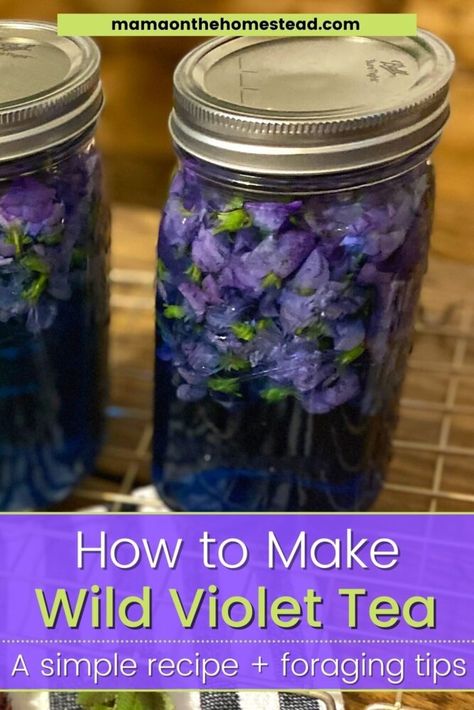 Violet Tea is a beautiful, refreshing, & medicinal spring drink. Make this wild violet tea recipe with flowers picked right in your backyard! #wildviolets #commonblueviolet #violettea #wildviolettea #wildedibles #eattheyard #herbaltea #homemadeherbaltea #foraging #homesteading #homesteadmama Violet Tea, Herb Drink, Tea Blends Recipes, Spring Drink, Edible Flowers Recipes, Herbal Remedies Recipes, Wild Food Foraging, Remove Warts, Foraging Recipes