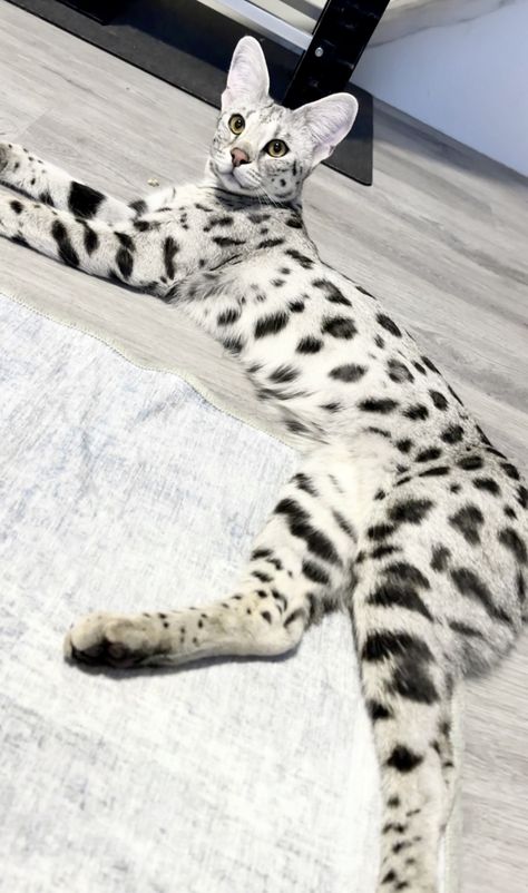 Silver Savannah cats and kittens at Luxury Savannahs. Healthy socialized and amazing quality Savannah kittens available! Black Savannah Cat, F1 Savannah Cat Full Grown, Savannah Cat F1, Serval Cat Domestic, Savannah Cat Aesthetic, Savannah Cat Full Grown, Savana Cats, Luxury Animals, Savanna Cat