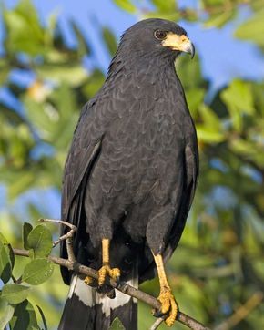 Common Black Hawk | Audubon Field Guide Black Hawk Bird, Hawk Wallpaper, Hawk Aesthetic, Colorado Birds, Hawk Pictures, Wallpaper Animals, Hawk Eagle, Animal Studies, Hawk Bird