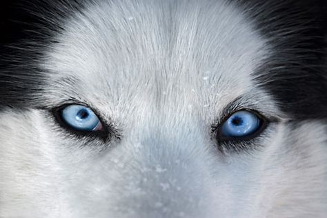 Explore mrcanvas' photos on Flickr. mrcanvas has uploaded 206 photos to Flickr. Siberian Husky Blue Eyes, Husky Eyes, Wolf Eyes, Most Beautiful Eyes, Beautiful Blue Eyes, Custom Wall Murals, Look Into My Eyes, Wolf Spirit, A Husky