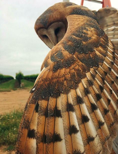 Barn Owl Displaying Feathers Owl Wings, Owl Pictures, Beautiful Owl, Owl Tattoo, Barn Owl, Birds Of Prey, Nature Photos, Beautiful Creatures, Beautiful Birds