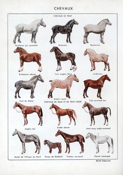 "the Dictionnaire Usuel’s colour plate of horse types is deeply appealing to even the equine ignoramus." Horse Types, Mules Animal, Horse Adventure, Pig Breeds, Horse Coat Colors, Horse Facts, Horse Anatomy, Horse Therapy, Animal Reference