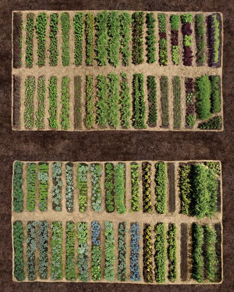 Row by Row Vegetable Garden Tips, Garden Layout Vegetable, Vegetable Garden Planning, Urban Farmer, Garden Cart, Meteor Garden 2018, Market Garden, Magic Garden, Homestead Survival