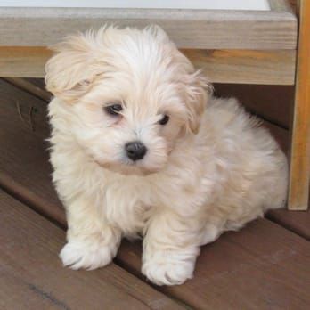 Felting Tips, Poodle Party, Maltipoo Puppies, Maltese Poodle, Maltipoo Puppy, Havanese Puppies, Super Cute Puppies, White Puppies