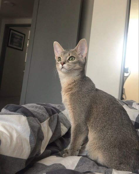 Abyssinian cat Grey Abyssinian Cat, Silver Abyssinian Cat, Blue Abyssinian Cat, Val Core, Abyssinian Kittens, Animals Adorable, Abyssinian Cat, Cat Reference, Abyssinian Cats