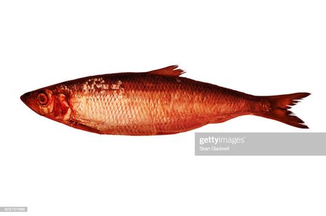 Herring Fish, Red Herring, Free Stock Photos Image, Stock Photography, Fish Pet, White Background, Getty Images, Royalty Free Stock Photos, Stock Photos