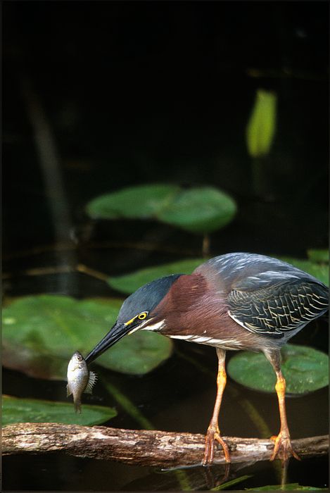 Small Art Gallery, Green Heron, Silver Fish, Big Bird, Fine Art Photo, Small Art, Nature Paintings, Sign Printing, Art Festival