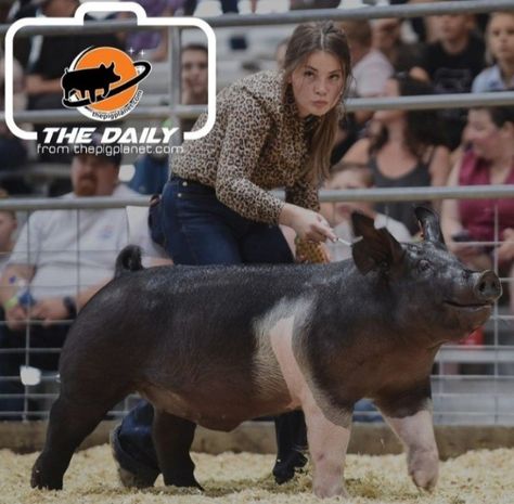 Show Hogs, Showing Livestock Outfits, Pig Show Outfits, Livestock Outfits, Livestock Show Outfits, Showing Pigs, Fair Animals, Show Pigs, Livestock Showing