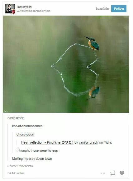 The last comment omg Friday Memes, Hilarious Animals, Funny Friday, Monday Memes, 9gag Funny, Perfectly Timed Photos, Pictures Funny, Funny Tumblr Posts, 웃긴 사진