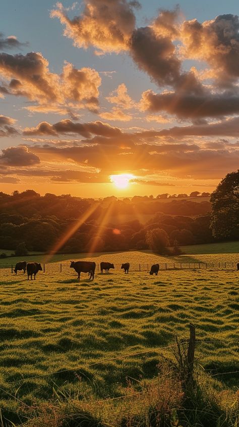 Sunset Grazing Cows: Cows graze peacefully in a lush green field as the sun sets behind a picturesque landscape. #sunset #cows #grazing #green #field #sun #landscape #picturesque #aiart #aiphoto #stockcake https://ayr.app/l/ZqkK Tumblr, Nature, Cows And Sunsets, Cows On Field, Cows Grazing Fields, Farm Landscape Photography, Farm Fields Landscapes, Field With Cows, Cow Field