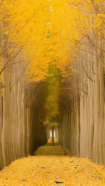 Don't be Afraid to Stand Out | beautiful alley tree yellow Yellow Spring Road, Yellow Spring Road Japan, Oak Tree Photography, Winter Shots, Yellow Landscape, Yellow Road, Hood Ideas, Landscape Reference, Yellow Nature