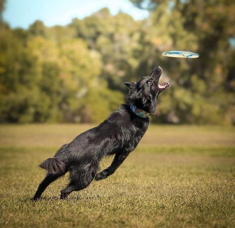 Conditioned Dogs, Dog Frisbee, Fit Dogs, Dog Sports, Summer Play, Belgian Shepherd, Herding Dogs, Sporting Dogs, 7th Grade