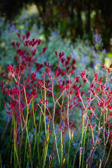 Wander through an enchanting and colour-filled native Australian garden, created by a former ballerina as a touching tribute to her late husband. Australian Garden Design, Bush Garden, Model Architecture, Australian Native Garden, Australian Wildflowers, Australian Flowers, Australian Native Flowers, Native Flowers, Australian Plants