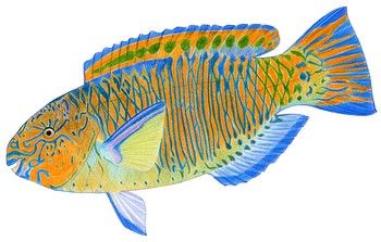 SURF PARROTFISH Parrotfish Tattoo, Marker Artwork, Fish Artwork, Sea Life Art, Artwork Pencil, Ocean Inspired, The Pacific Ocean, Workshop Ideas, Fish Art