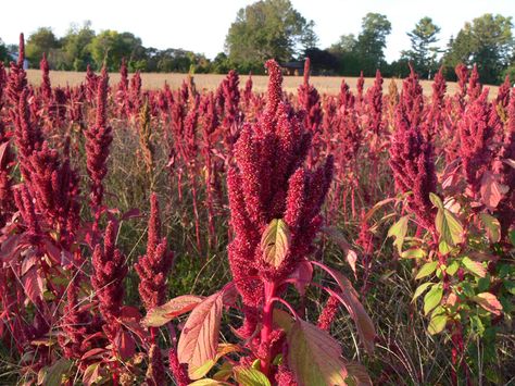 Amaranth Aesthetic, Esthetics Background, Amaranth Color, Aesthetics Colors, Rare Colours, Amaranth Flower, Burgundy Aesthetic, Colour Aesthetic, Books Ideas