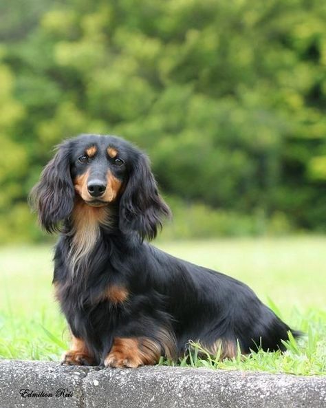 Dachshund Chocolate, Chocolate Dachshund, Longhaired Dachshund, Dachshund Colors, Dachshund Miniature, Dachshund Puppy Long Haired, Puppy Dachshund, Black And Tan Dachshund, Every Dog Breed