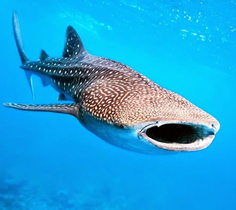 Whale Shark Tour - Luxury Travel Mexico Whale Shark Facts, Whale Shark Diving, Shark Images, Save The Sharks, Shark Facts, Shark Pictures, Cnidaria, Cut Animals, Image Swag