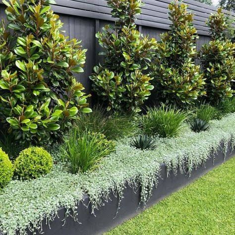 Gard Modern, Australian Garden Design, Garden Hedges, Australian Native Garden, Front Garden Design, Budget Garden, Australian Garden, Garden Design Ideas, Outdoor Gardens Design