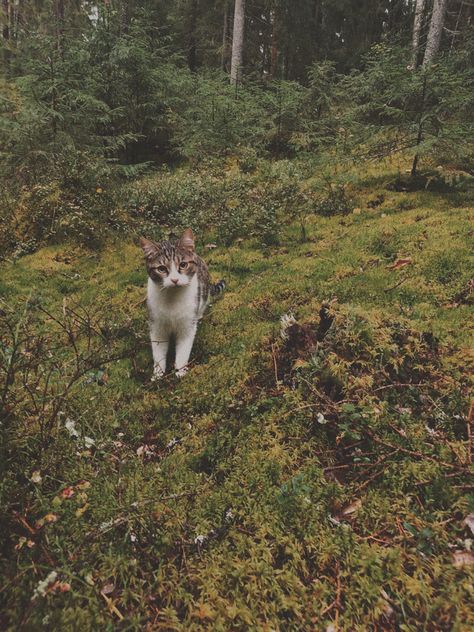 Mossy Forest, Magic Cat, Into The Woods, I Love Her, In The Forest, My Cat, The Forest, Forest, Green