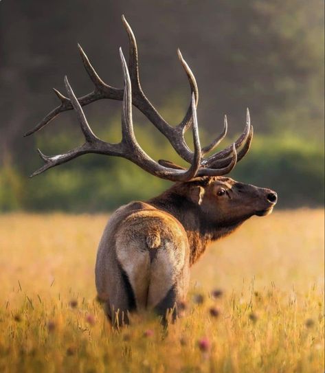 Bull Moose Photography, Bull Elk Photography, Elk Reference Photo, Canadian Wildlife Photography, Animals Preschool Crafts, Elk Logo, Deer In Nature, Elk Images, Deer Paintings