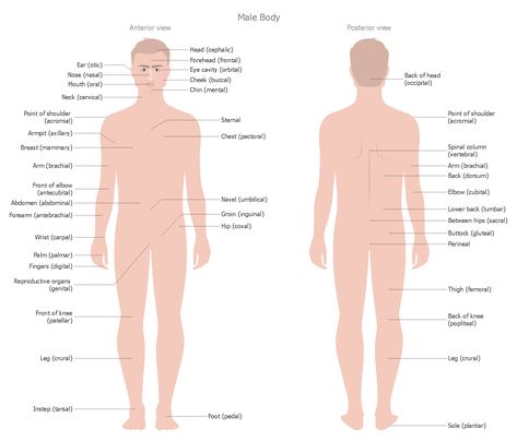 Human Anatomy — Male Body  This sample represents the interior and exterior views of the #male #body, contains the names of each part of the body. Body Organs Diagram, Body Parts Name, Anatomy Male, Human Body Organs, Integumentary System, Peripheral Nervous System, Sensory System, Man Anatomy, Human Body Parts