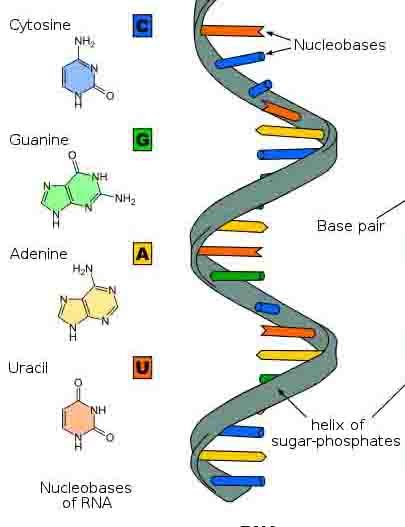 RIBONUCLEIC ACID STRUCTURE & FUNCTION: Ribonucleic acid (RNA) functions as genetic messengers and builders of the cellular world. Here are the basics on this important biomolecule. Nucleic Acid Structure, Dna E Rna, Tabel Periodik, Recombinant Dna, Dna Project, Transcription And Translation, Dna Replication, Medicine Notes, Dna Molecule