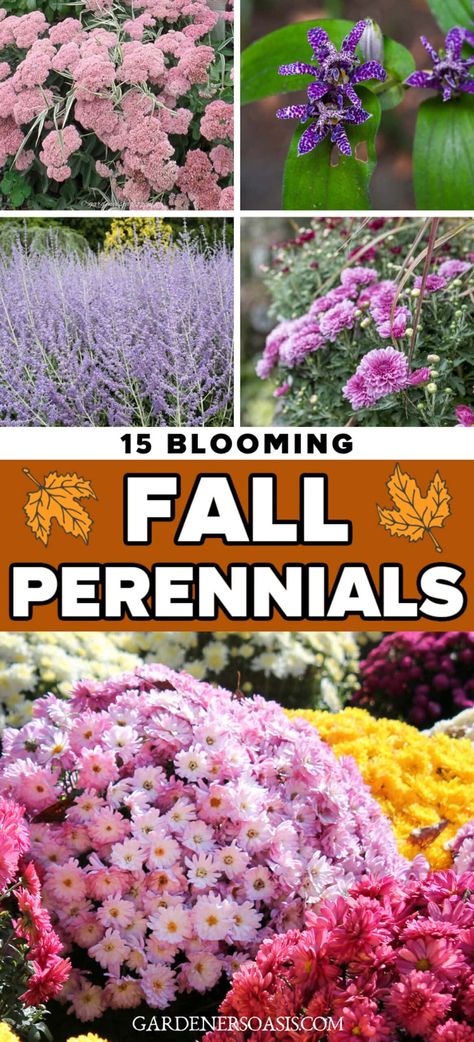 15 Blooming Fall Perennials Fall Landscaping, Fall Perennials, Full Sun Plants, Perennial Shrubs, Spring Plants, Sun Plants, Summer Plants, Evergreen Plants, Flowering Shrubs