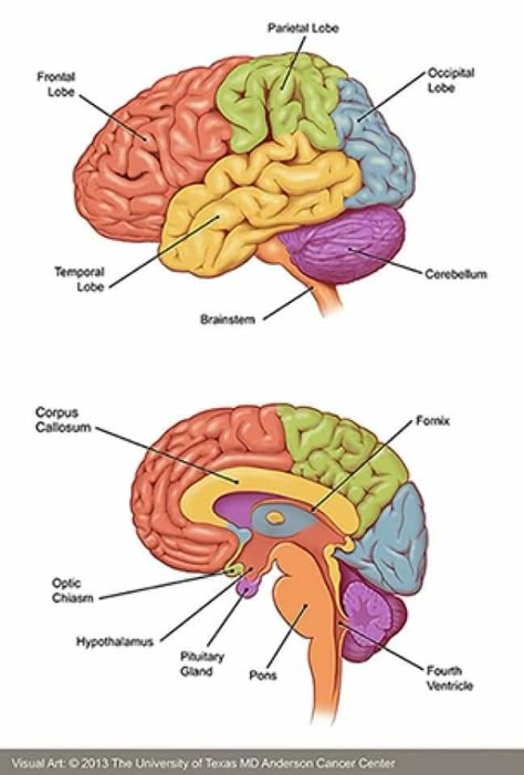 Anatomy Of Brain, Brain Notes, Brain Anatomy And Function, Human Brain Anatomy, Nervous System Anatomy, Nervus Vagus, Brain Tumors, Brain Surgeon, Md Anderson