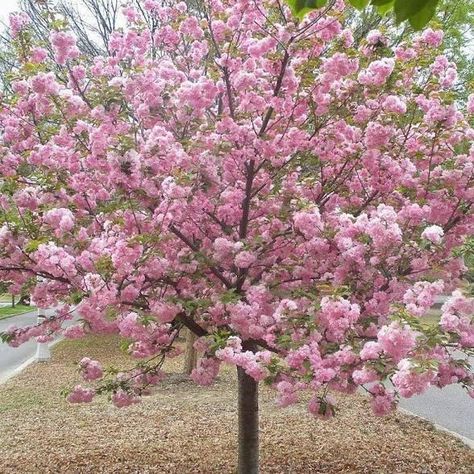 Kwanzan Cherry Tree, Ornamental Cherry, Fringe Tree, Weeping Cherry Tree, Flowering Cherry Tree, Street Trees, Blossom Garden, Cherry Trees, Specimen Trees