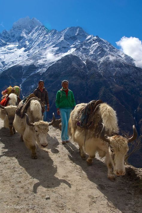 Traffic Jam on Mount Everest Base Camp . Nepal Mount Everest Base Camp, Monte Everest, Everest Base Camp Trek, Everest Base Camp, Landlocked Country, Nepal Travel, Traffic Jam, Base Camp, Long Walks