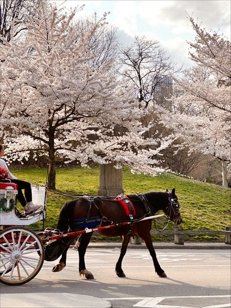 Central park. Nyc. Horse carriage ride. Central Park aesthetic Carriage Ride Aesthetic, Carriage Aesthetic, Central Park Aesthetic, Park Aesthetic, Carriage Ride, Trip To Nyc, Central Park Nyc, Horse Carriage, Central Park