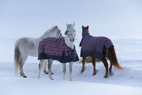 Should Your Horse Wear a Winter Blanket When Turned Out? Horse Basics, Horse In Winter, House Designs In Kenya, Horse Trough, Black Metal Roof, Healthy Horses, Winter Training, Winter Blanket, Riding Arenas