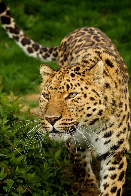 Female Leopard, Amur Leopard, Cat Species, Cat Sanctuary, Exotic Cats, Animal World, Photography Day, Animal Crackers, Endangered Animals