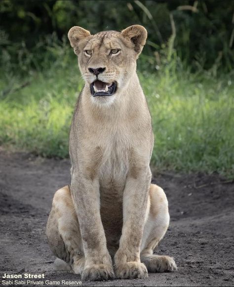 Maned Lioness, Lion Images, King Queen, Lion King, Animal Photography, Lion, Animals Wild, Sculpture, Animals