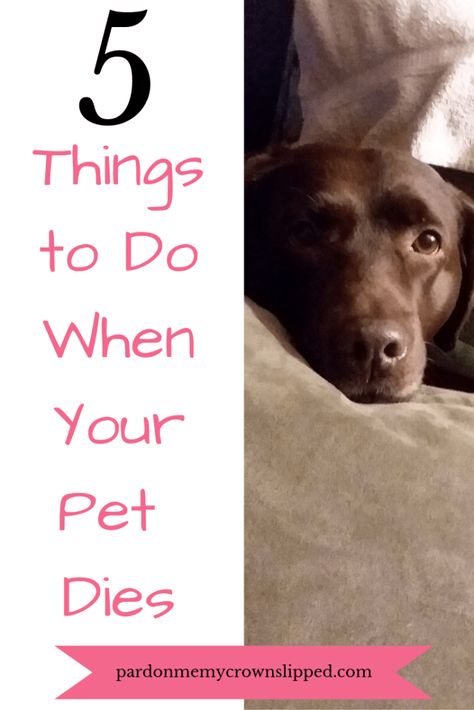 When dealing with the loss of a pet what can you do to help you and your family grieve and remember your pet so you can move on and cherish the memories. #loss of pet #dogs #parenting When Your Pet Dies, Pet Cemetery, Pet Memorial Stones, Dog Died, Loss Of Dog, After Life, Pet Paws, Losing A Dog, Dog Memorial