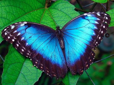 Costa Rica Butterfly, Morpho Azul, Colorful Moths, Blue Morpho Butterfly, Morpho Butterfly, Butterfly House, Blue Morpho, Bee Tattoo, Butterflies Flying