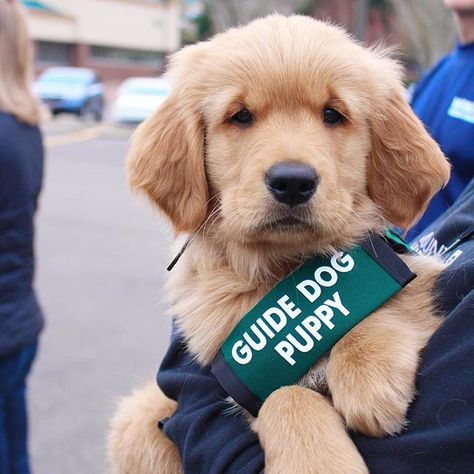 "This is Presto, a future guide dog for @gdb official. Over the next year, he will be socialized and trained by his puppy raiser before returning to the Guide Dogs for the Blind Campus to complete his formal training. We (@sightmasters) are a GDB puppy raising club in Portland, OR. Our Instagram page chronicles the journey of our puppies (we currently have 12) from when they arrive at around 8 weeks old to when they enter formal training at 15-18 months." #dogsofinstagram #dogs #F4F #cat Socializing Dogs, Crate Training Puppy, Strongest Animal, Puppy House, Dog School, Dog Dental, Goldendoodle Puppy, Guide Dog, Best Dog Breeds