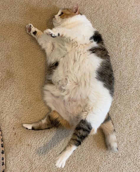 Fat Calico Cat, Fat Cat Pictures, Chunky Animals, Unsleeping City, Cute Fat Cats, Spoiled Cats, Bodega Cat, Calico Cats, Cat Profile