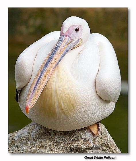 Great White Pelican White Pelican, Pelicans Basketball, Pelicans In Flight, White Pelican Photos, Sca Pelican, Australian Pelican Photos, Girl Scout Troop, Bird Watcher, East Africa