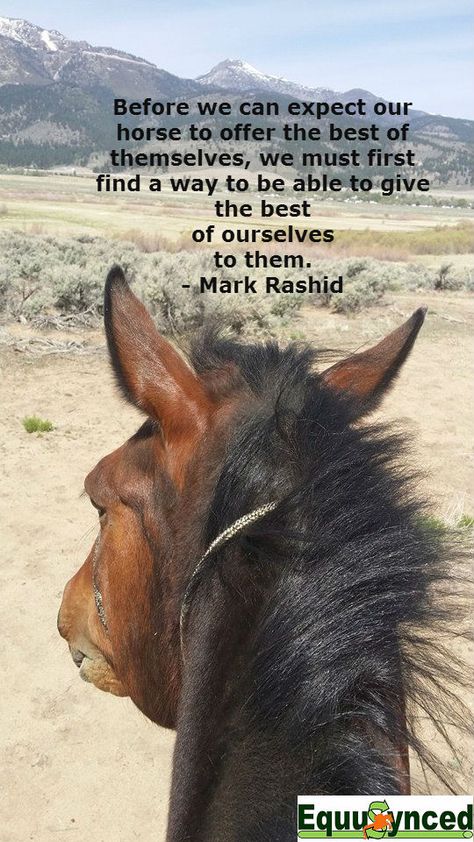 Mark Rashid Quotes, Horsemanship Quotes, Equine Quotes, Farm Animal Paintings, Funny Horse Pictures, Inspirational Horse Quotes, Horse Riding Quotes, Equestrian Quotes, Cowboy Quotes