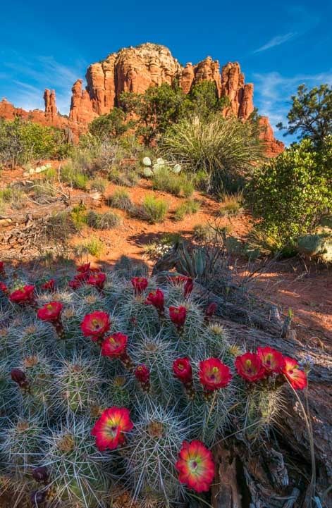 Sedona Arizona Photography, Arizona Flowers, Arizona Landscaping, Arizona Plants, Desert Places, Desert Aesthetic, Arizona Cactus, Arizona Landscape, Horse Trail