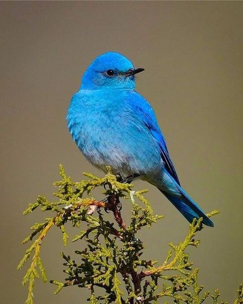 Colourful Birds, Nature, Ocean Life, Mountain Bluebird, Amazing Birds, Most Beautiful Birds, Big Animals, Bird Photo, Colorful Birds