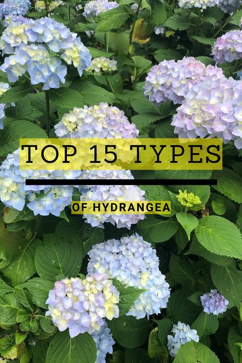 Explore the diverse world of hydrangeas with this comprehensive guide. With so many cultivars and varieties to choose from, hydrangea landscaping can sometimes be confusing. This article highlights the top 15 hydrangea types to suit every landscaping need. From classic favorites to lesser-known gems, uncover the ideal hydrangea to elevate your outdoor space, and get hydrangea care tips and information. Dive in now to make an informed decision and transform your garden into a blooming paradise! Fresco, Smooth Leaf Hydrangea, Easiest Hydrangeas To Grow, Hydrangea Border Design, Types Of Hydrangea Bushes, Boho Hydrangea Plant, Hydrangea Foundation Planting, Landscaping With Hydrangeas Front Yards, What To Plant With Hydrangeas