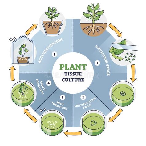 Plant Cell Drawing, Photosynthesis Activities, Plant Tissue Culture, Tissue Biology, Plant Physiology, Biology Projects, Cell Culture, Plant Activities, Process Infographic