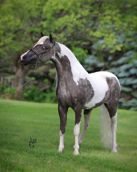 American miniature horse American Shetland Pony, American Miniature Horse, Miniature Horses For Sale, Mini Horses, Pony Breeds, Miniature Horses, Horse Coats, Horse Inspiration, Shetland Pony